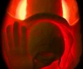 Avatar de Usuario